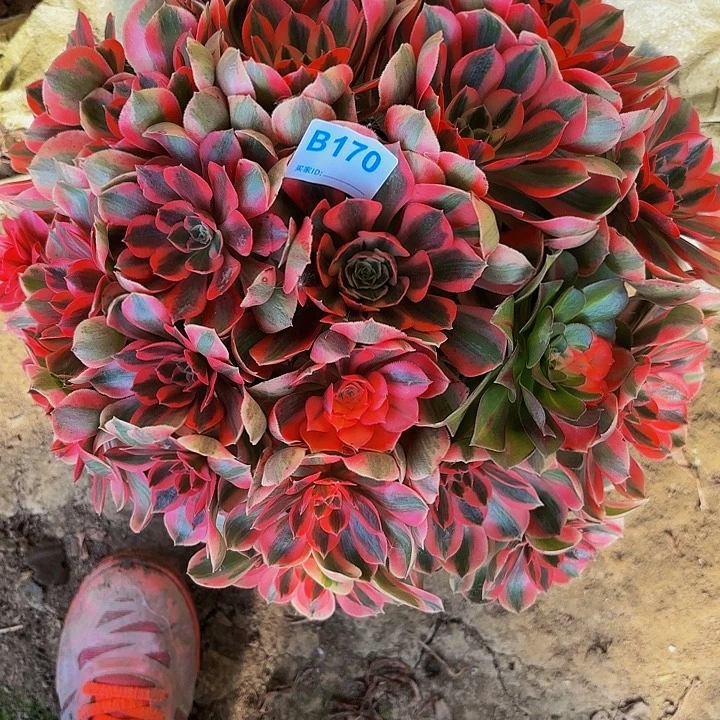 女妖9-22-170偏远不包邮