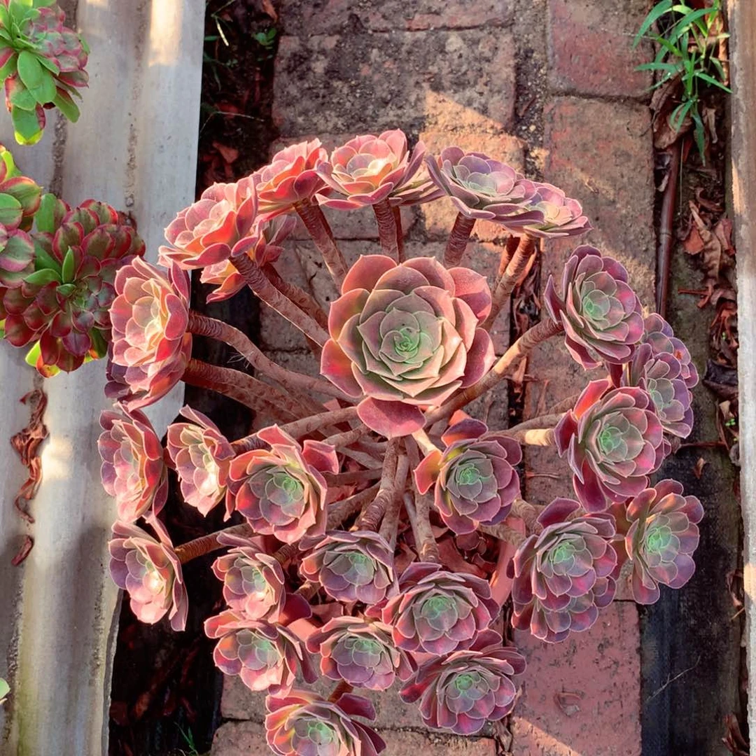 花纳锦，多肉植物的