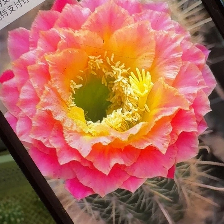 超级大满贯侧芽5公分毛花柱