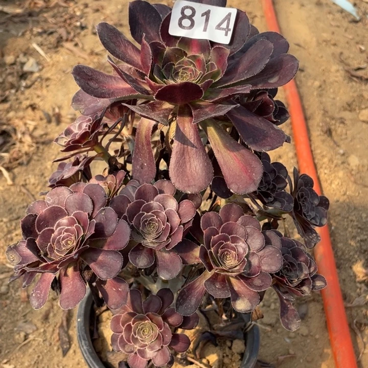 无花朵814多肉植物晚霞