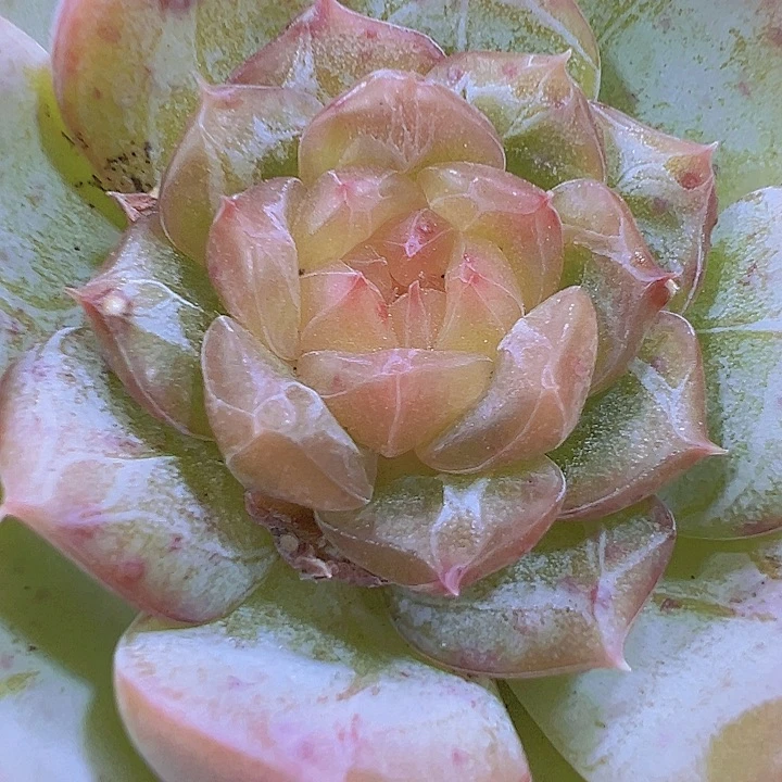 彩恋19包邮多肉植物