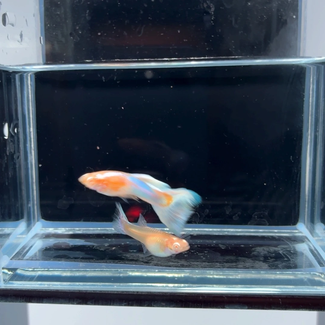 孔雀鱼新加蓝马赛克白子一对（23）