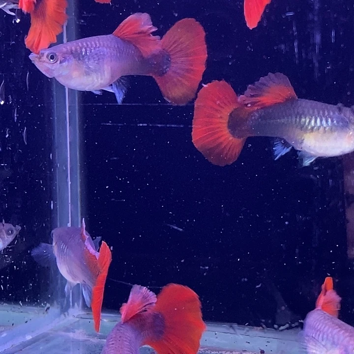 孔雀鱼福利扇子20条