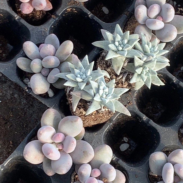 白菊小  （满9.99包邮不满9.99发叶子）