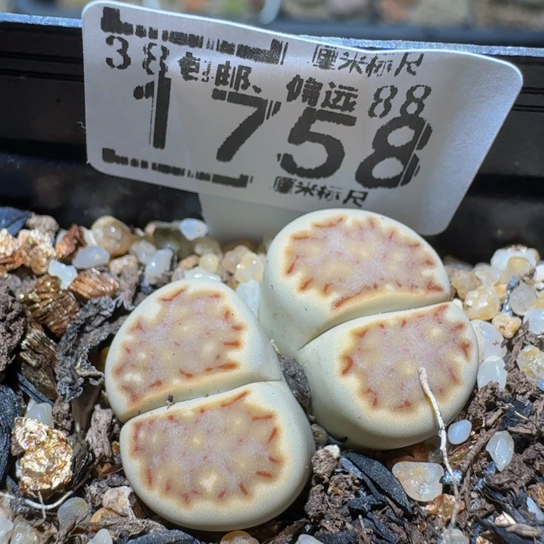 Ssss精品生石花1758