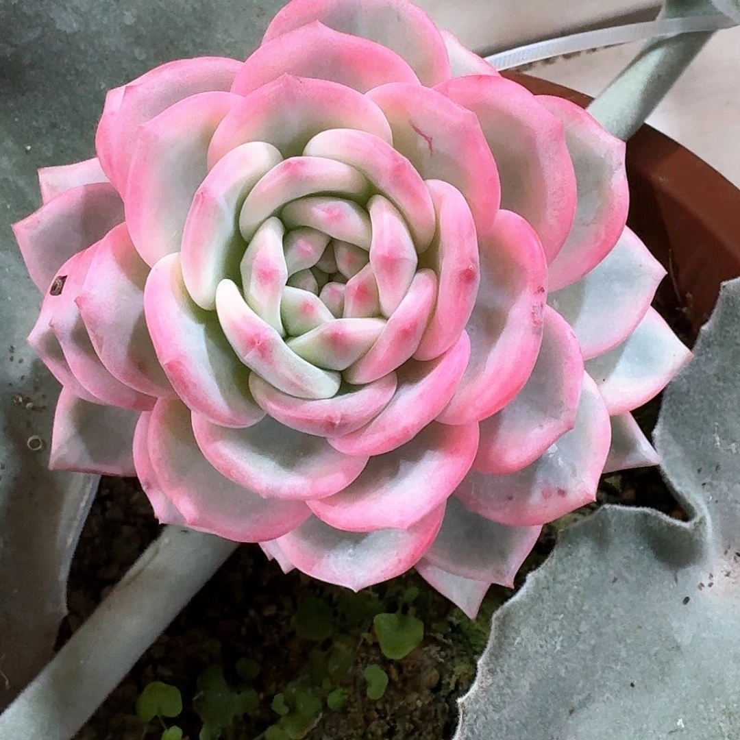 爱丽尔锦多肉植物