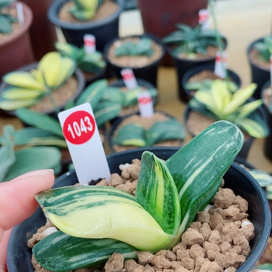 1043卧牛实生锦带盆发货