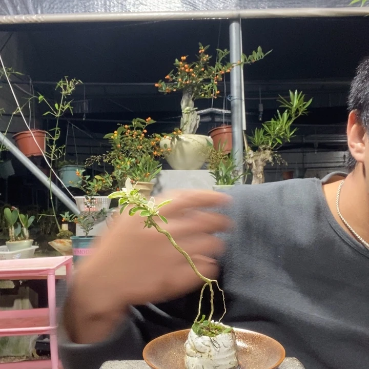 打***豆以实际为准盆景绿植盆栽116