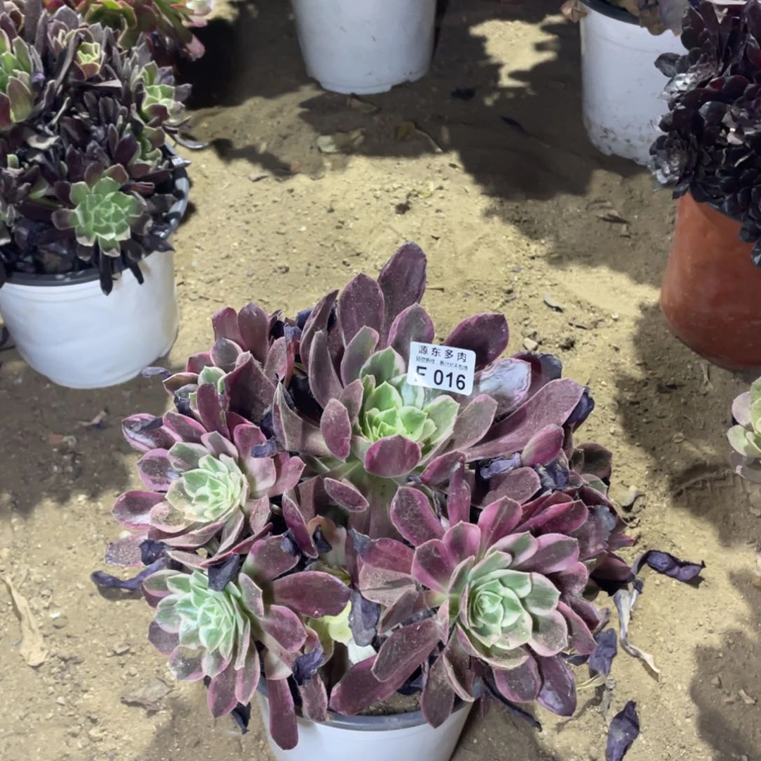 016婚纱多肉法师断枝不包