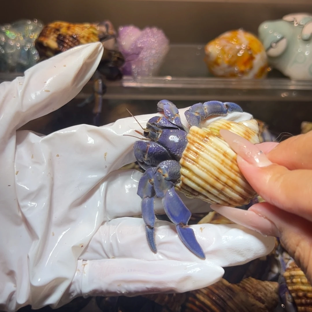 通体蓝紫陆口径2.5口