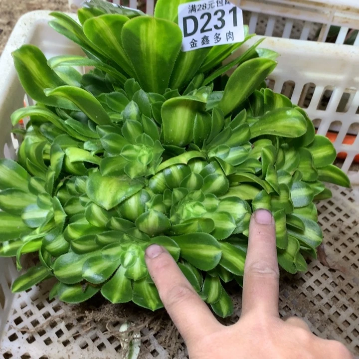 231多肉植物忙拍