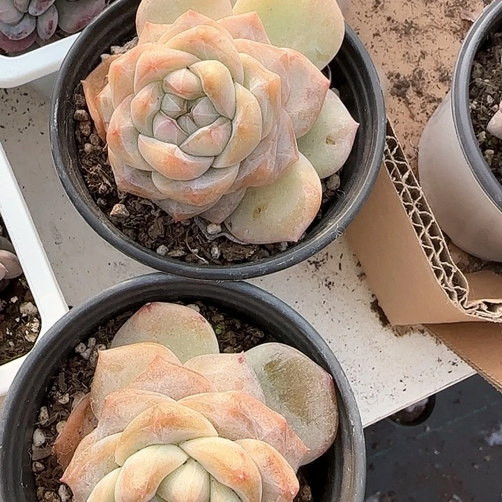 岁***y青蛙王子儿童牙膏111