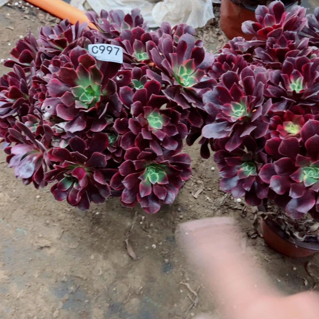 997金丝雀多肉植物法师