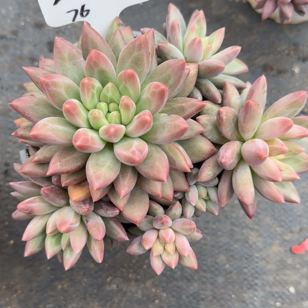 一物一拍小黄体红蜻蜓76