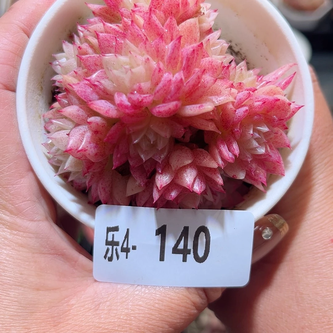 乐4-140麦秆群不包整