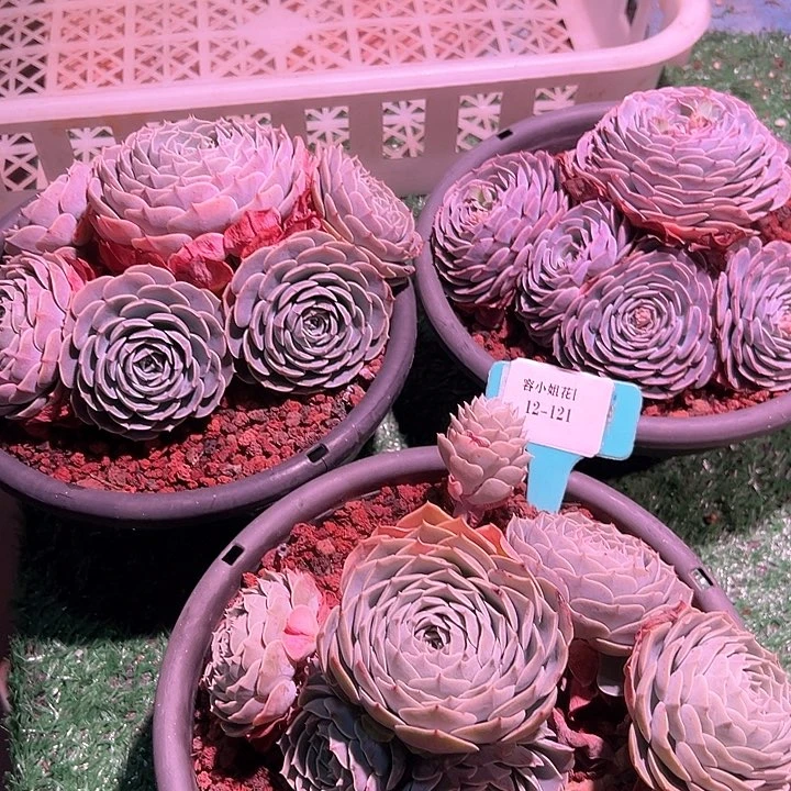 12.121天赐一个多肉