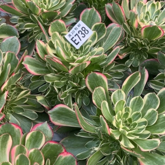 738粉花妖不包断枝