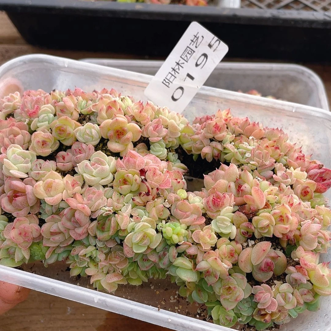 多肉植物多肉植物195