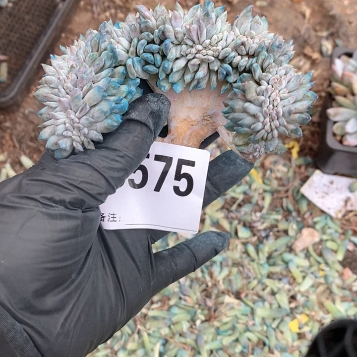 啊***罗575石榴籽缀啊呀呀呀