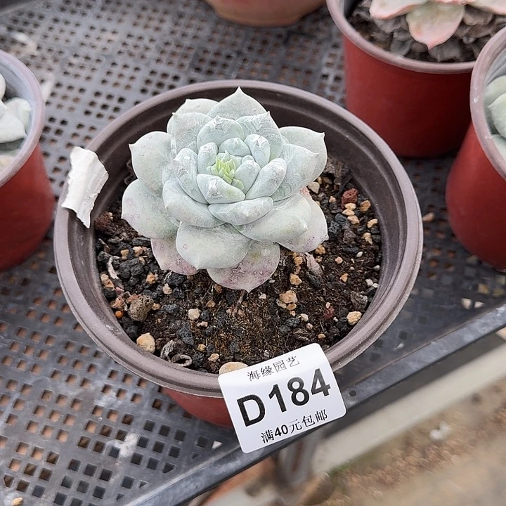 铁**记牡丹苹果叶仙女杯