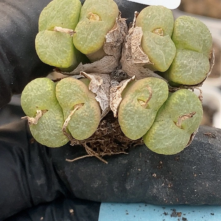 鸿****娘桃喜花园0123-17肯尼迪福利