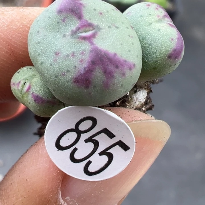 855干这个肉肉有点好看