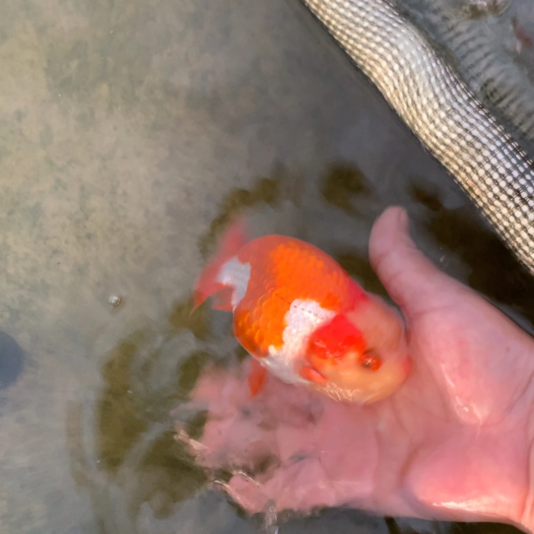 海水鱼特色耳机红白