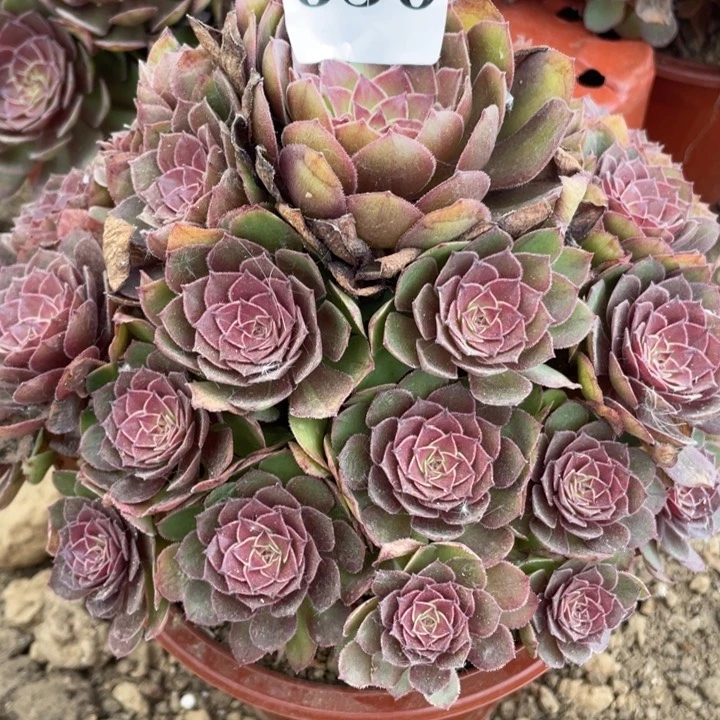 无花朵650多肉植物红魔
