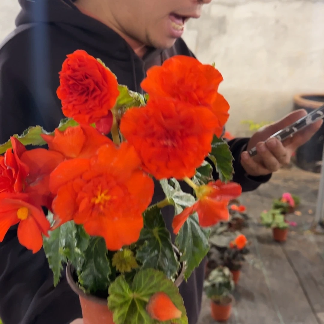 绿叶橙花苞发货，不包花形，掉花折叶正常不拍保温冻死不售后