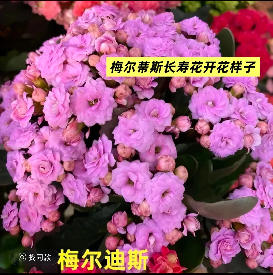 【多肉家】梅尔蒂斯长寿花120盆