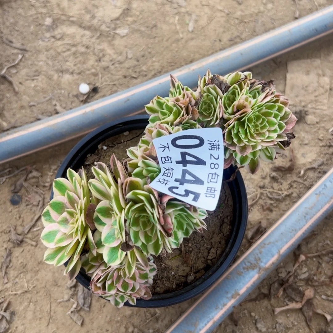 0445倾城缀多肉植物