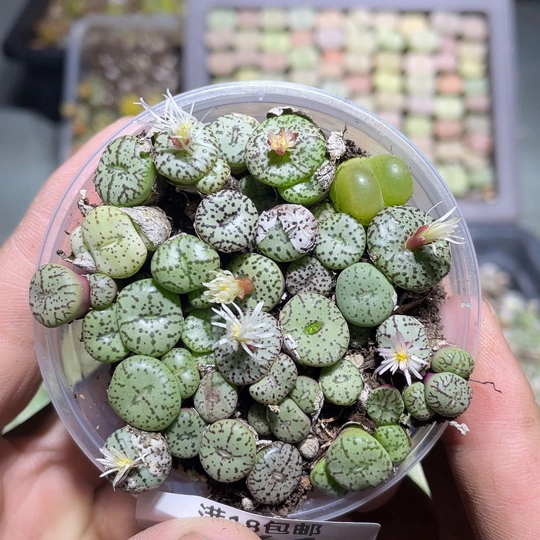 当天凑满十八元包邮241
