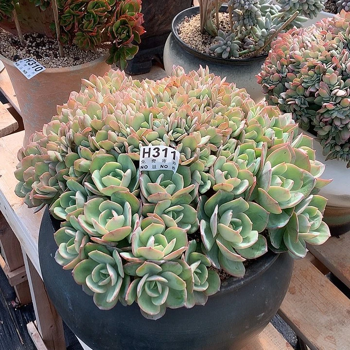 霞光缀化 巨无霸 我家的扛霸子 非偏远38包邮 节后发