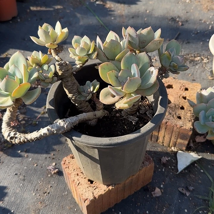 咖**奶015无售后白凤脱土发货不退不换