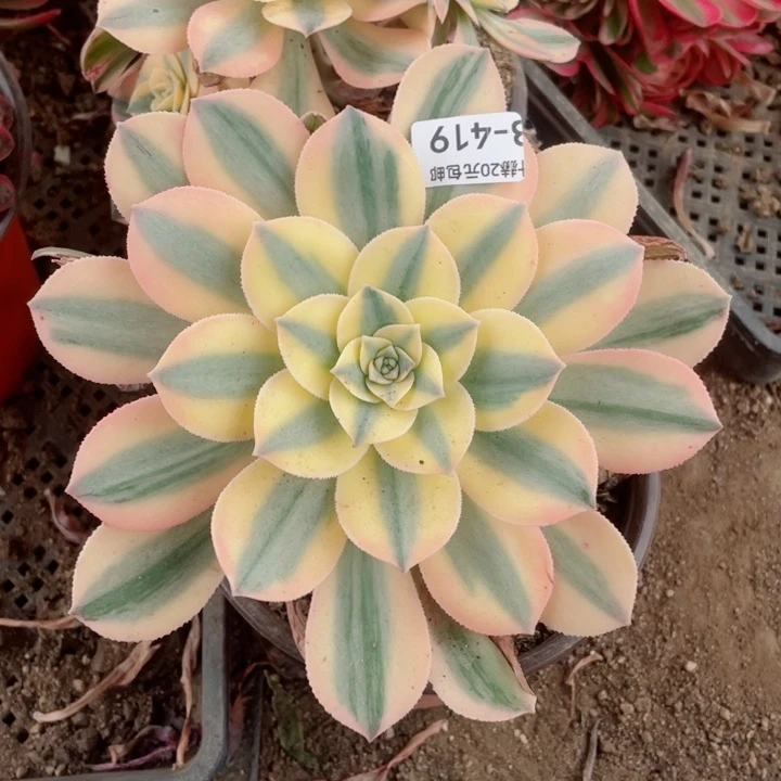 419灿烂多肉20包邮123457820