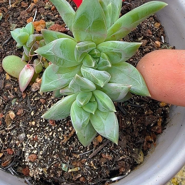 美人263多肉植物
