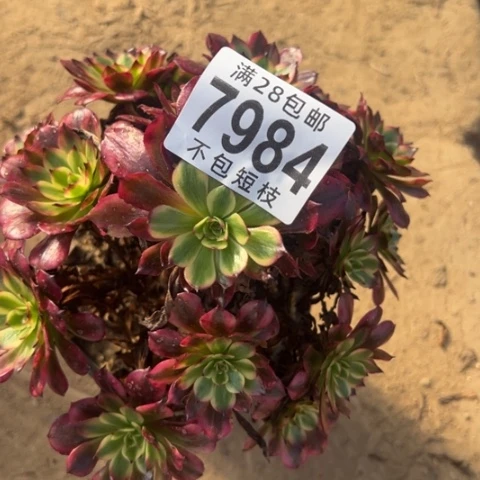 美肌多肉植物法师7984