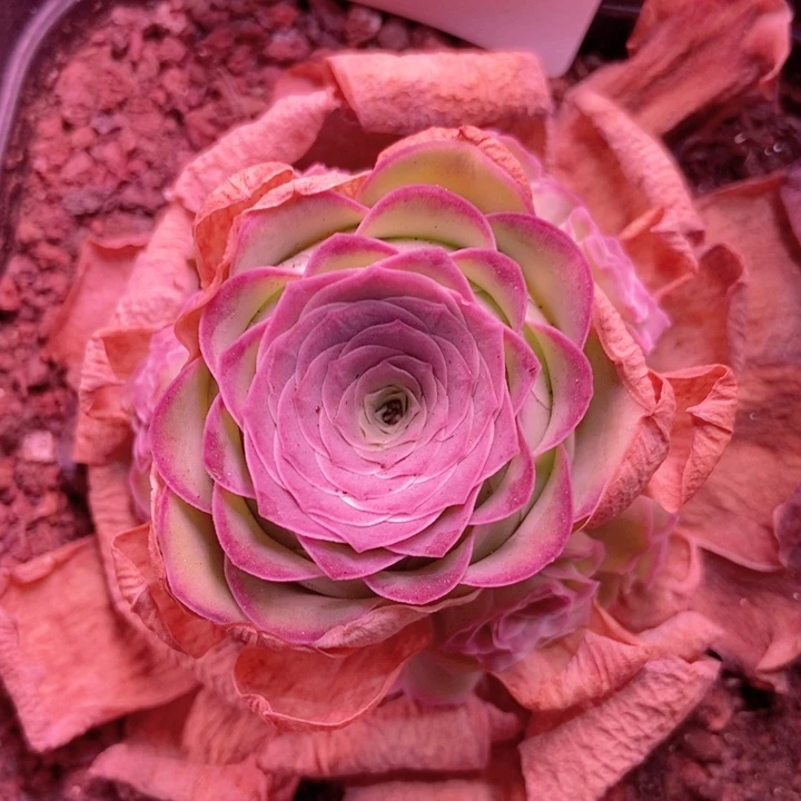 5579山地玫瑰花群