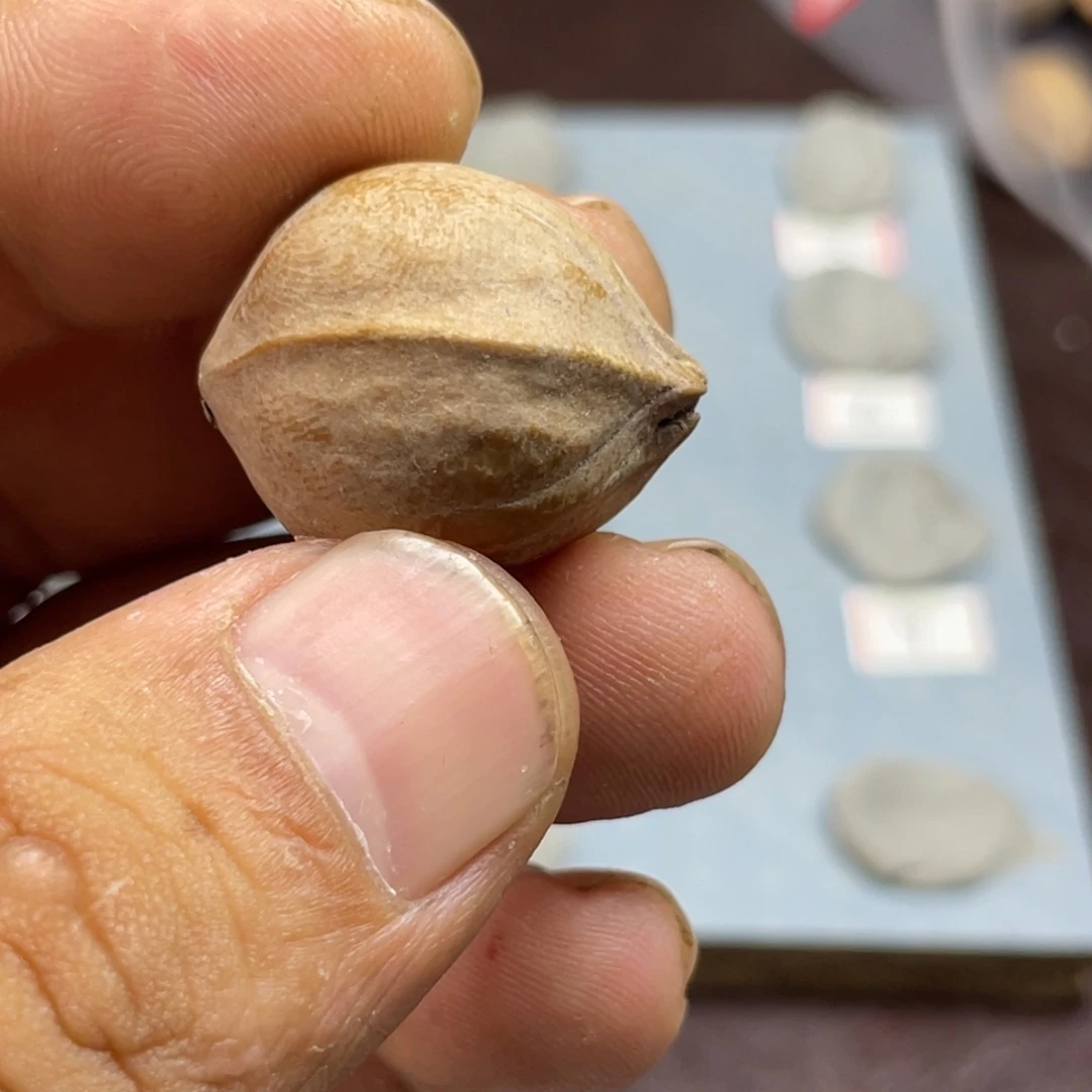 手串/手链橄榄核钢*20.25三通梅林铁核