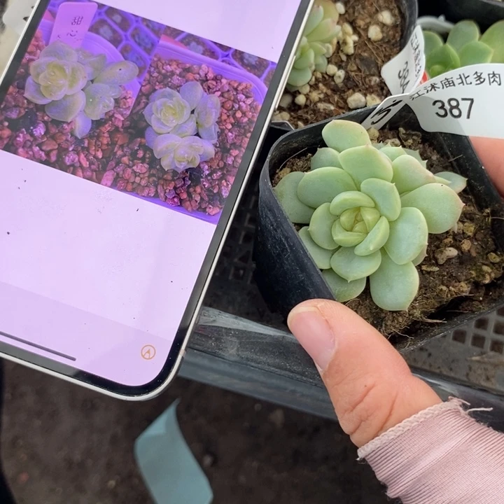 标签387大宁109一个多肉