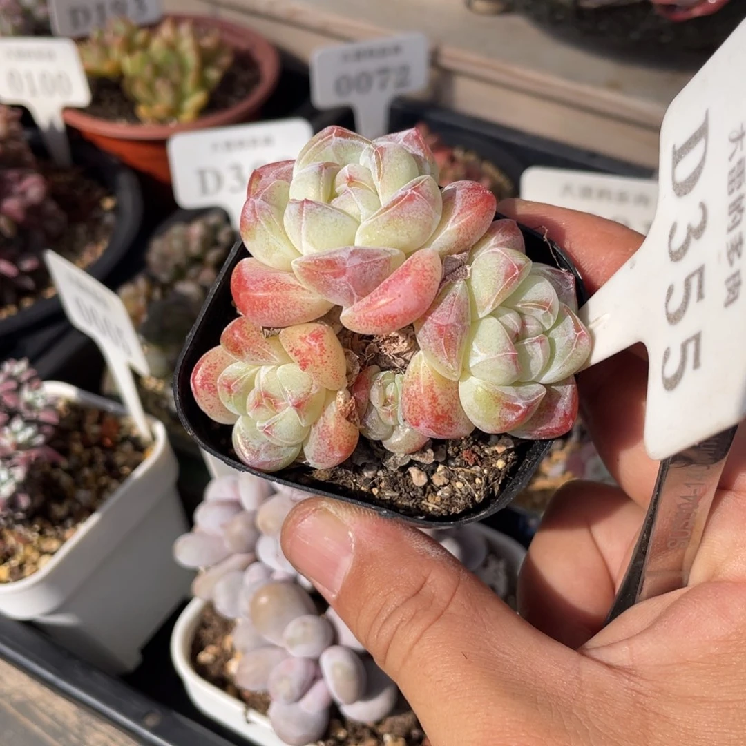 355冰玉不带盆7厘米