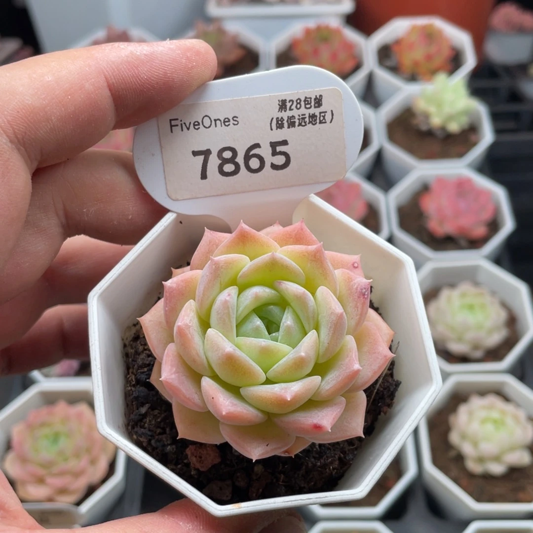 纯爱7865-5.0厘米