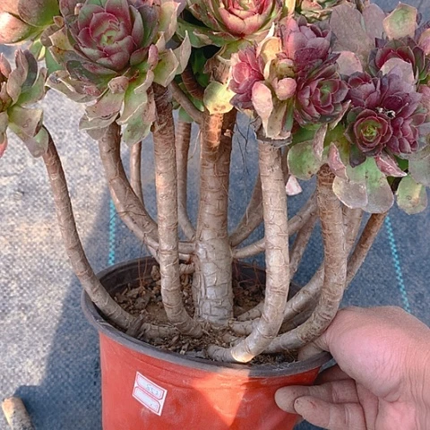 500万圣节多肉植物
