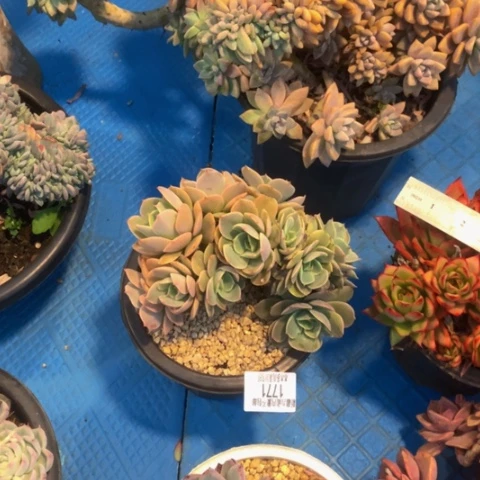 平****81771白雪公主缀