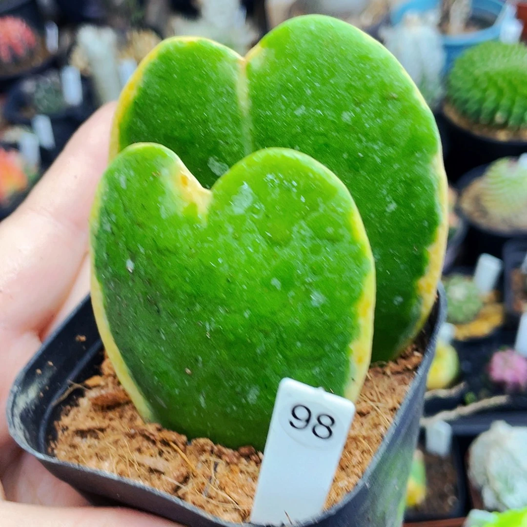 非偏远地区满25包邮仙人球