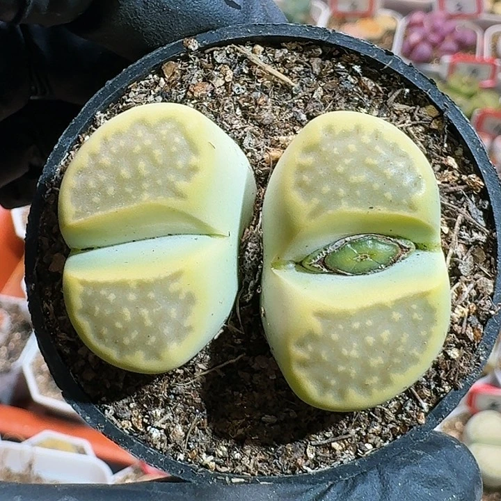 生石花11111111。    337