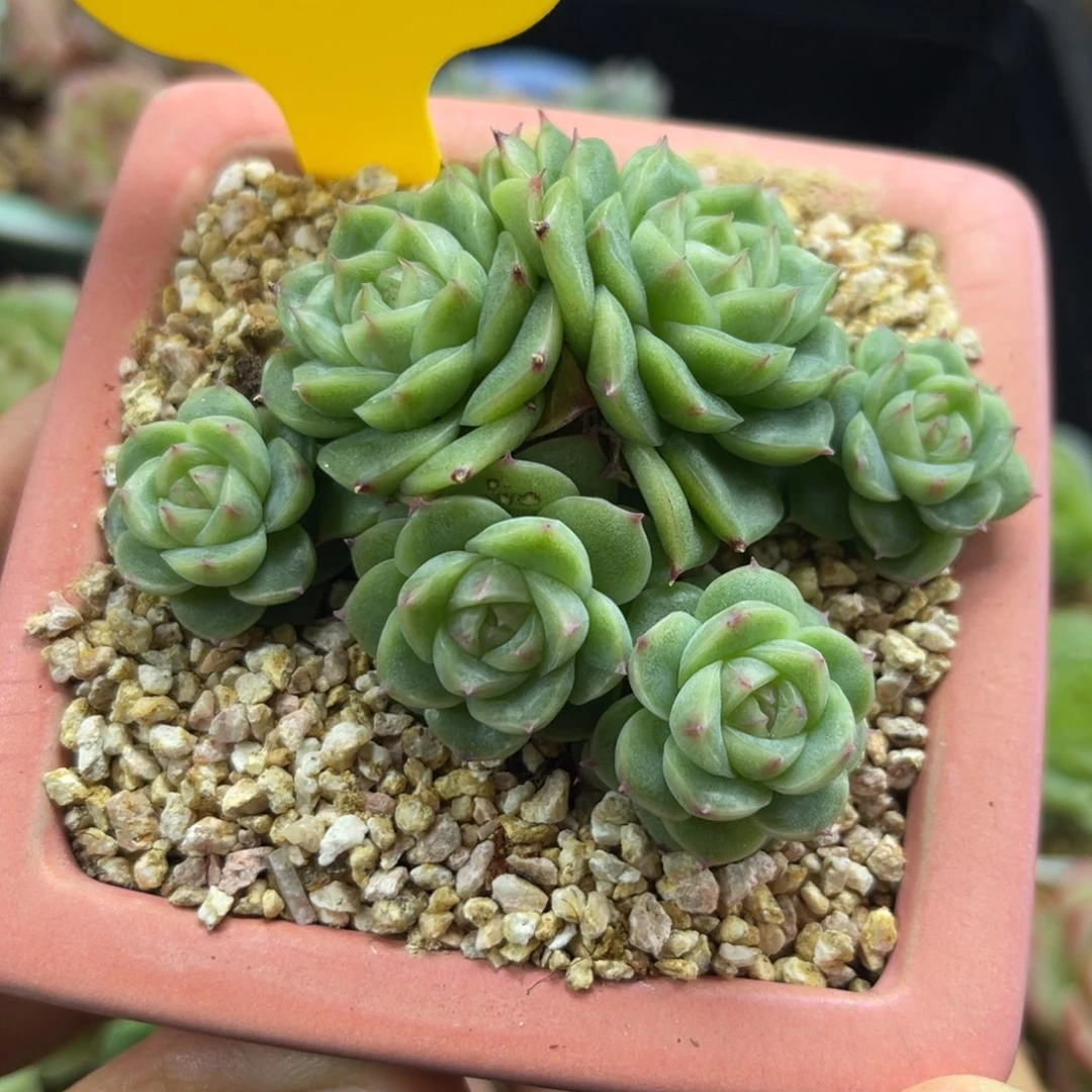 蜜蜡珍妮麦秆群4454