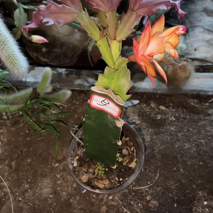 小***儿，5号带盆桑吉塔嫁接苗