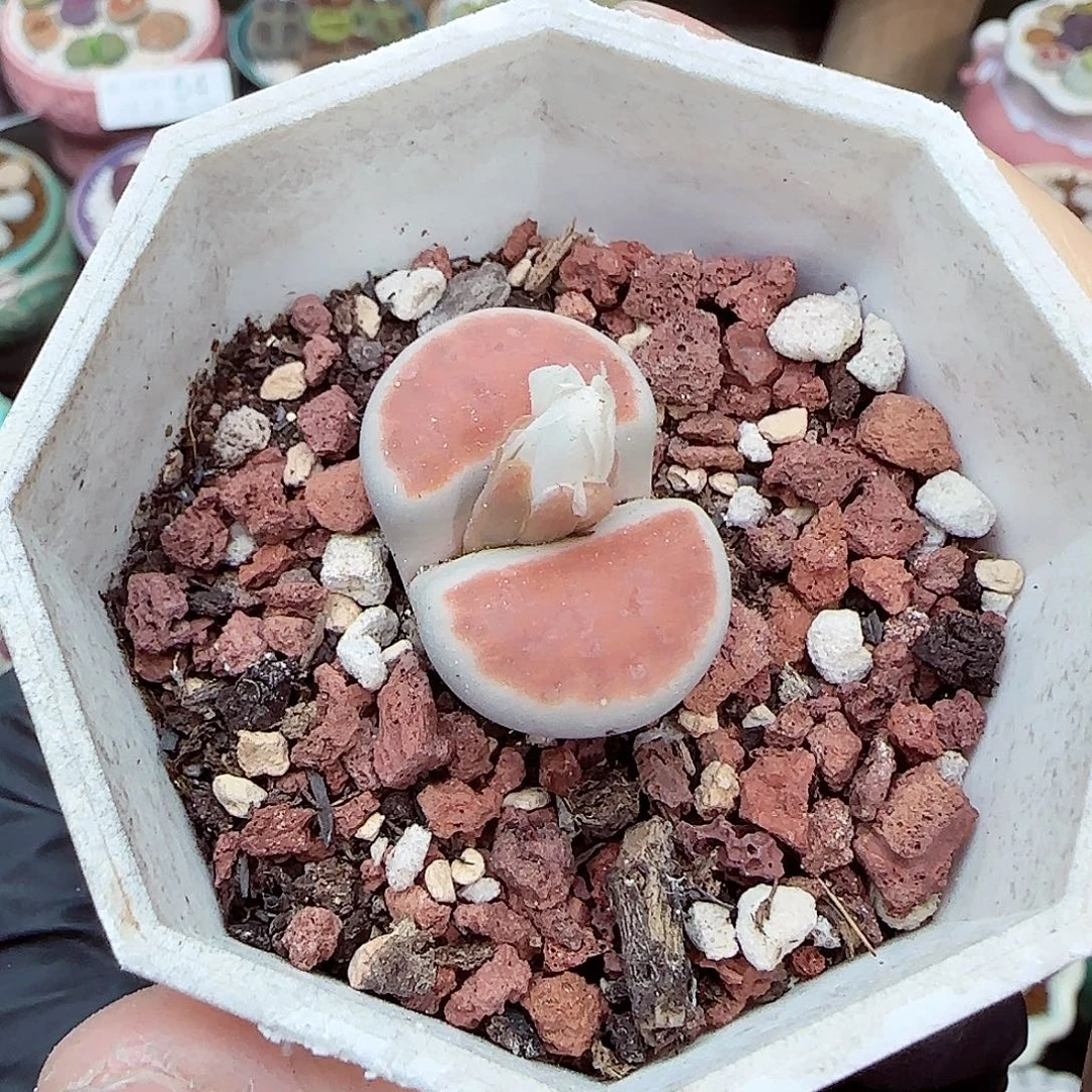 生石花满18包邮1112-89