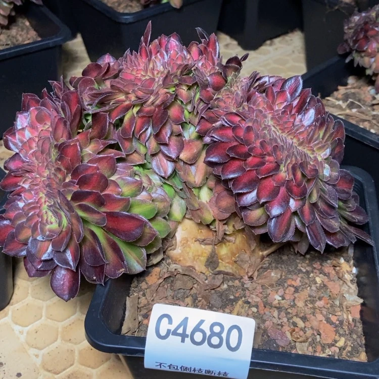 【闪购商品】4680多肉